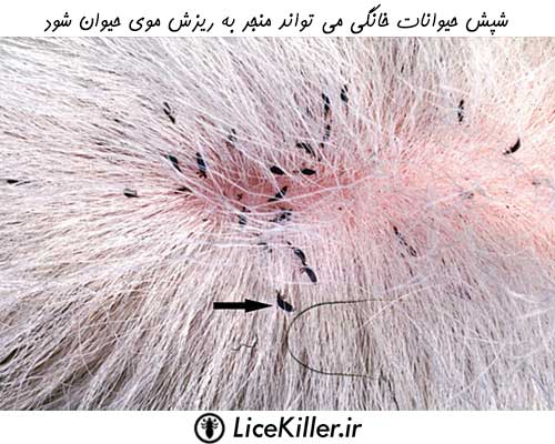 شپش حیوانات خانگی می تواند منجر به ریزش مو در آن ها شود